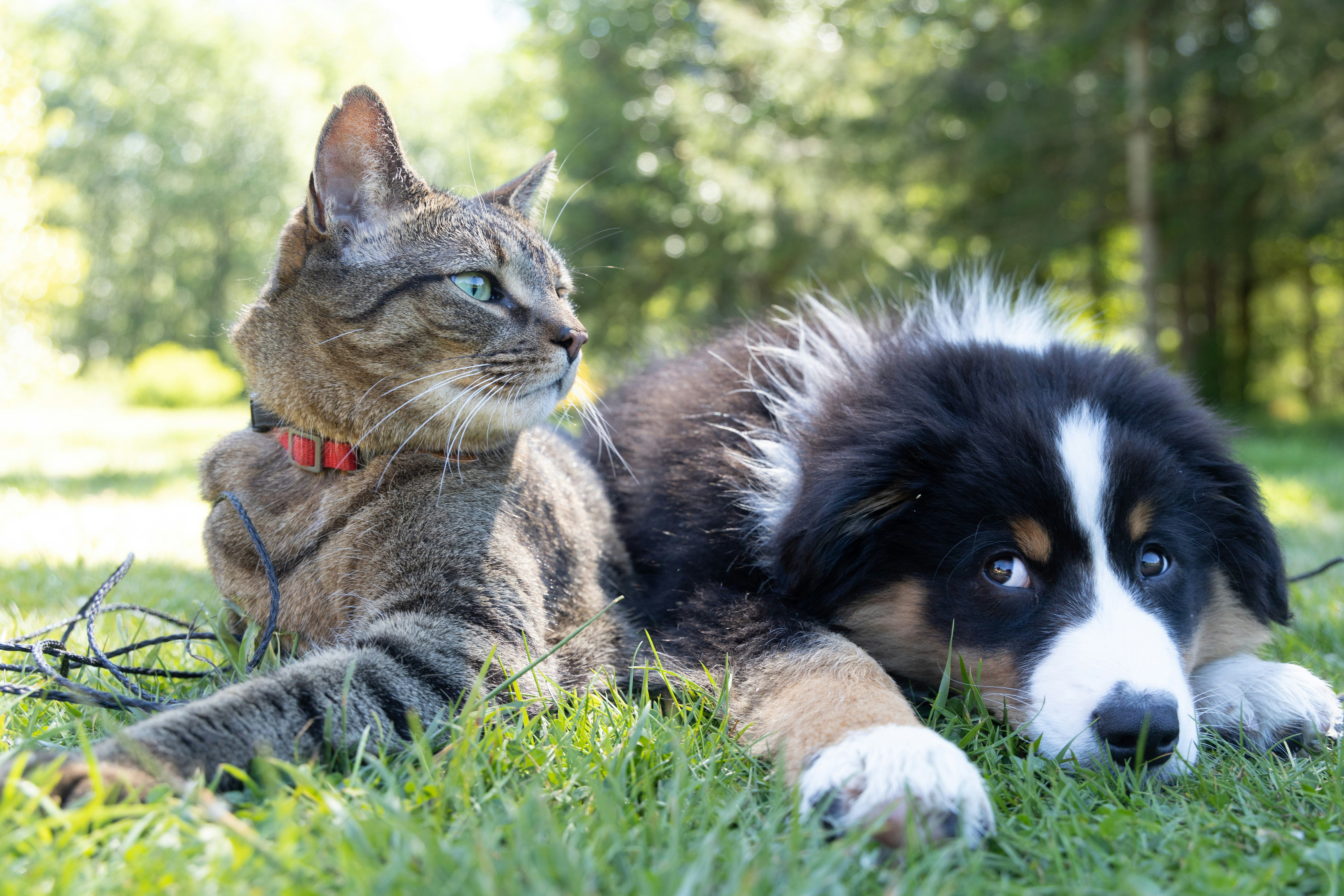 PawSafi Pet Insurance